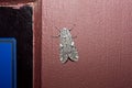 Closeup of a Pictured Tiger moth with beautiful patterns on the wings