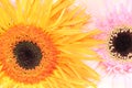 Closeup pictured of Transvaal daisy