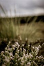 Closeup pictures of dune flowers on Ameland during the golden hour