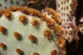 Cowboy Whiskers Cactus from Desert Museum