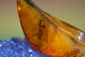 Closeup of a piece of amber on a white background and reflection Royalty Free Stock Photo