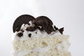 Closeup of piece of biscuit cake with whole chocolate cookies Royalty Free Stock Photo