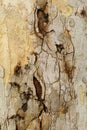 Closeup piece of tree bark Platunus (Sycamore)