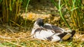 Closeup of a pied avocet sitting between some grass, wading bird from Eurasia Royalty Free Stock Photo