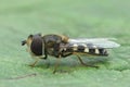 Closeup on a pied hoverfly, Scaeva pyrastri, sitting on a green leaf