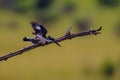 Closeup of a pied kingfisher perched on a tree branch against the blurred background Royalty Free Stock Photo
