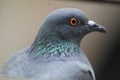 Closeup of pigeon bird brown beautiful bird
