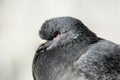 Closeup of pigeon head