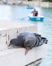 Closeup of a pigeon perched on the rocky surface