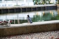 Closeup of a pigeon perched on a stone against the artificial lake Royalty Free Stock Photo