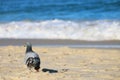 Closeup a pigeon relaxing on the sunny beach with blurry splashing sea waves in background Royalty Free Stock Photo