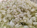 Closeup of the pile of beautiful soft white flowers