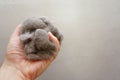 Closeup of a pile of cat fur combed from scottish fold cat