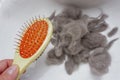 Closeup of a pile of cat fur combed from scottish fold cat