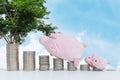 Closeup pile of coin start from low to high with pig doll and three little pig walk to the top of coin on with wood desk and blue