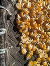 closeup of a pile of corn kernels combined with Indonesian culture. can be used as a background or object to tell stories.