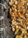 closeup of a pile of corn kernels combined with Indonesian culture.  can be used as a background or object to tell stories. Royalty Free Stock Photo