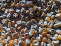 closeup of a pile of corn kernels combined with Indonesian culture. can be used as a background or object to tell stories.