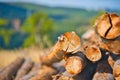 Closeup of a pile of cracked wood logs against blur background