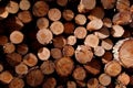 Closeup of a pile of cut tree logs in the sunlight Royalty Free Stock Photo