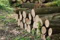 pile of cut wood stump log in forest Royalty Free Stock Photo