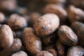 Dried cocoa beans being prepared for chocolate making