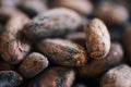 Closeup of dried cocoa beans ready for chocolate making