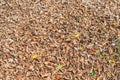 Closeup pile of dry leaves on the ground in the garden. Royalty Free Stock Photo