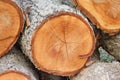 Closeup pile of firewood in forest Royalty Free Stock Photo