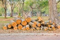 Closeup pile of firewood in forest Royalty Free Stock Photo