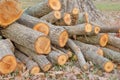 Closeup pile of firewood in forest Royalty Free Stock Photo