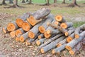 Closeup pile of firewood in forest Royalty Free Stock Photo