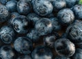 Closeup of a Pile of Fresh Blueberries in Market Royalty Free Stock Photo