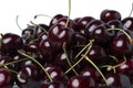 Closeup of a pile of Fresh dark red cherries of the type Kordia isolated on a white background