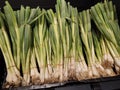 a closeup of a pile of fresh spring onions lying in plastic tubs in the market