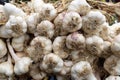 Garlic market vegetables food vegetarian Royalty Free Stock Photo