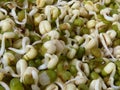 Closeup of a pile of mung bean sprouts Royalty Free Stock Photo