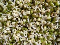 Closeup of a pile of mung bean sprouts Royalty Free Stock Photo