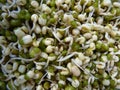 Closeup of a pile of mung bean sprouts Royalty Free Stock Photo
