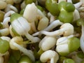 Closeup of a pile of mung bean sprouts Royalty Free Stock Photo
