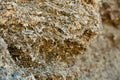 Closeup of pile of natural organic pressed maize silage Royalty Free Stock Photo