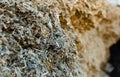 Closeup of pile of natural organic pressed maize silage Royalty Free Stock Photo