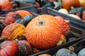 Closeup of a pile of pumpkins gathered in big containers during the pumpkin patch