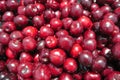 Closeup of a pile of ripe red cherries