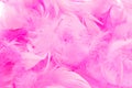 Pink feathers Royalty Free Stock Photo