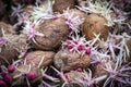 closeup of pile the sprouted potatoes ready for planting Royalty Free Stock Photo