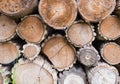 Closeup pile Timber logs for background