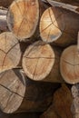 Closeup of pile of trunks of felled trees