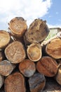 Closeup of pile of trunks of felled trees