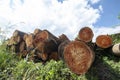 Closeup of pile of trunks of felled trees